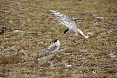 Bird flying over grass