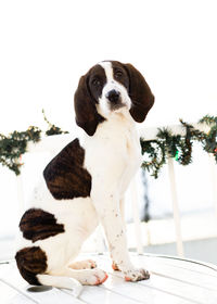 Close-up of dog looking at camera