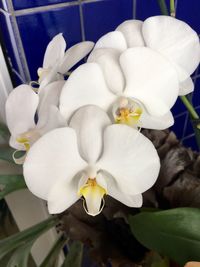 Close-up of frangipani blooming outdoors