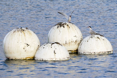 Terns rusty metal in sea