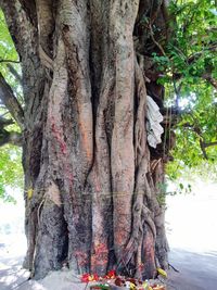 Close-up of tree trunk