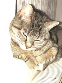 Close-up of a cat sleeping