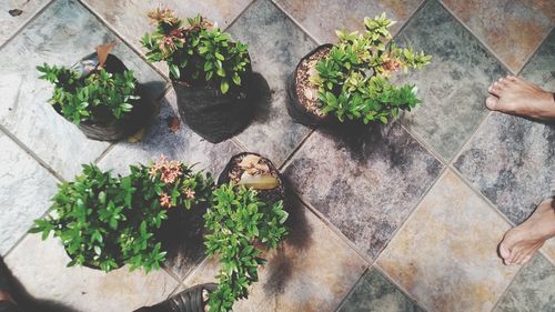 High angle view of potted plants on tiled floor