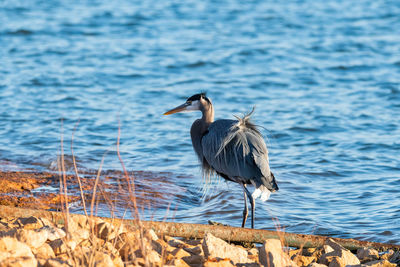 High angle view of gray heron perching on a lake