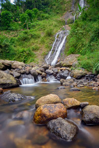 Scenic view of waterfall in forest