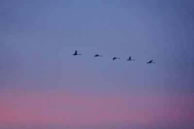 Low angle view of birds flying in the sky