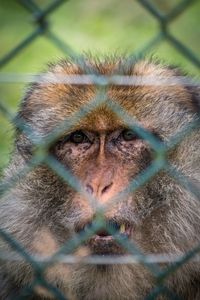 Close-up portrait of a monkey