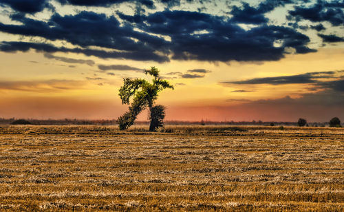 Scenic view of field against sky during sunset