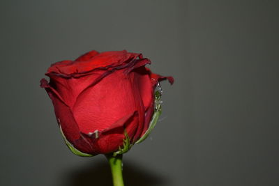 Close-up of red rose