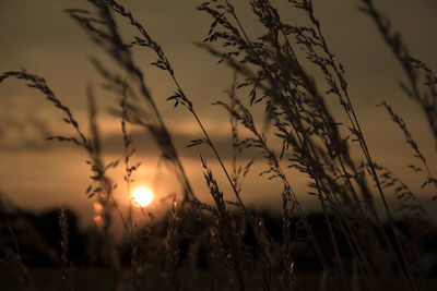 Silhouette of stalks in field against sunset sky