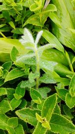 Full frame shot of fresh green plants