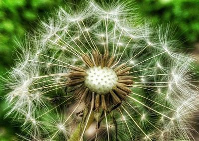 Close-up of dandelion