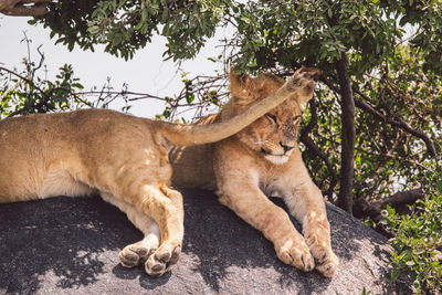 Two lion cubs sitting on a rock under a tree