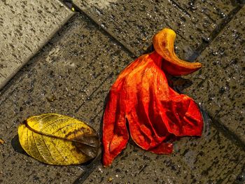 Close-up of red shoes