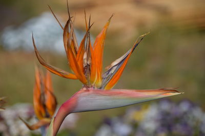 Close-up of orange flower