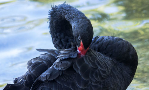 Close-up of black swan