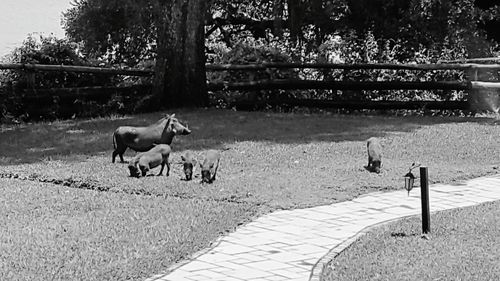 Horses on field against trees