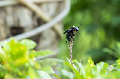 Close-up of insect on plant