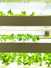 Low angle view of plants against building