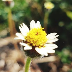 Close-up of yellow flower blooming outdoors