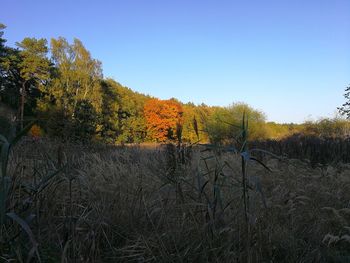 Trees on field against clear sky during autumn