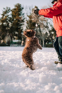 View of dog on snow covered field