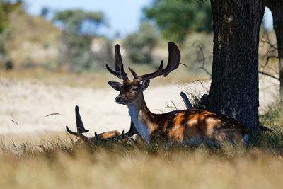 View of deer on field