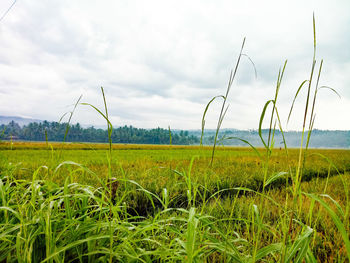 Crops growing on field against sky