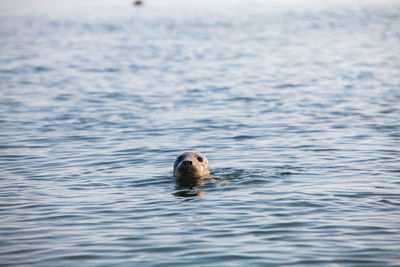 High angle view of seal swimming in sea