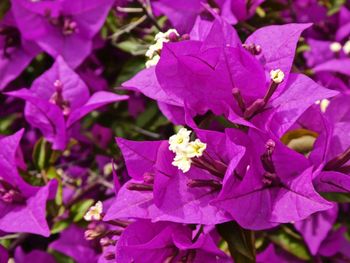 Close-up of bougainvillea on plant