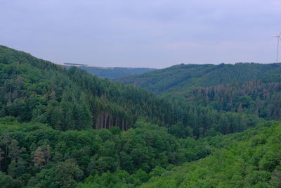 Scenic view of forest against sky