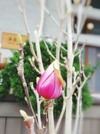 Close-up of flower blooming outdoors