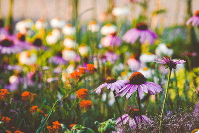 Close-up of purple coneflower blooming outdoors