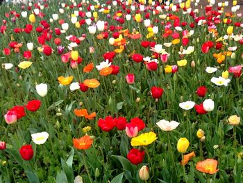 Close-up of red tulips blooming in field