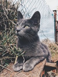 Close-up portrait of cat sitting outdoors