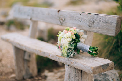 Close-up of potted plant on table