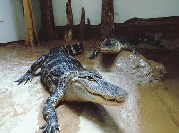 reptile