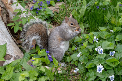 Close-up of squirrel on flower