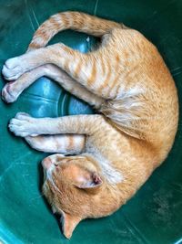 High angle view of dog sleeping