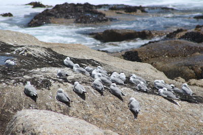 Seagulls perching on rocks at beach