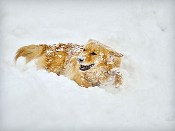 High angle view of dog on snow