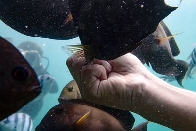 Close-up of hand feeding fish swimming in aquarium