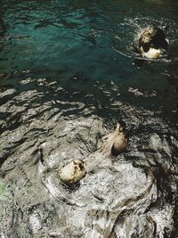 High angle view of duck swimming in lake