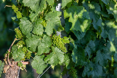 Close-up of growing riesling wine grapes with leaves on river moselle