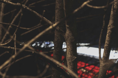 Close-up of metal fence