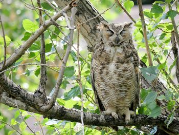 Close-up of owl perching on tree