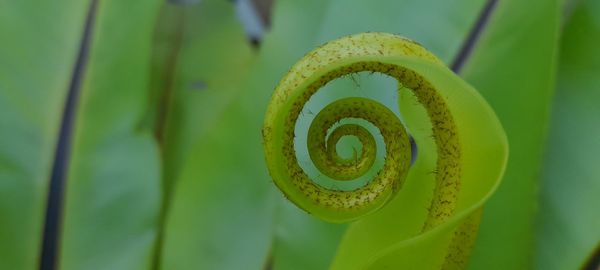 Close-up of plant spiral leaf
