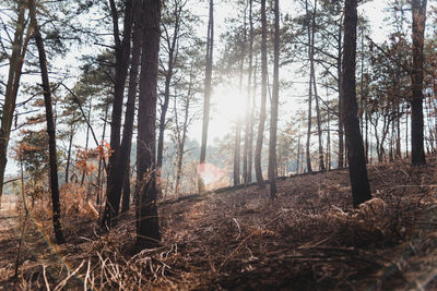 Trees in forest against sky