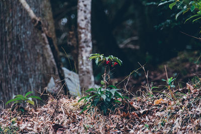 Close-up of flowering plants on land by tree