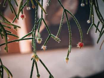 Close-up of plant